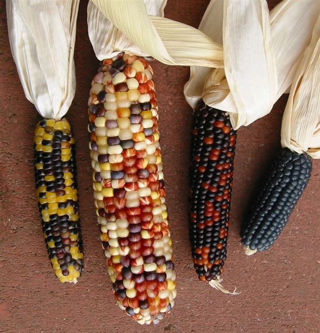 Уход за декоративной кукурузой