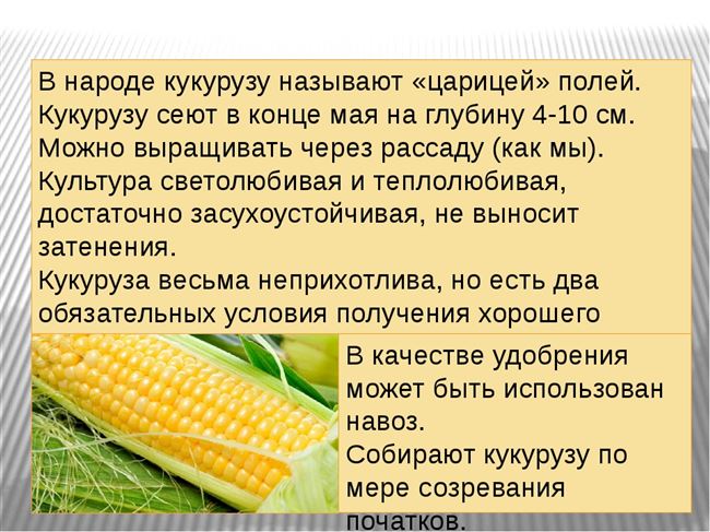 Главные правила ухода за кукурузой