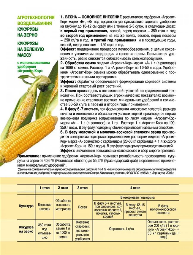 Какая урожайность кукурузы. Подкормка сахарной кукурузы таблица. Схема посева кукурузы на зерно. Схема внесения удобрений для ку. Схема кормления сахарной кукурузы.