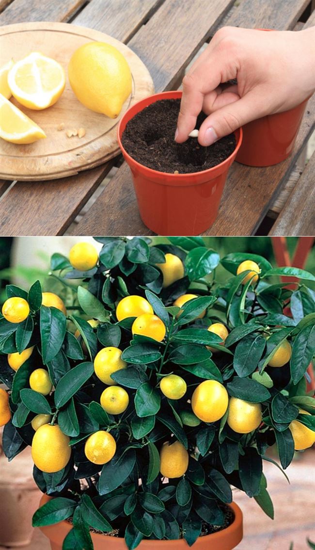 Горшок для посадки косточек лимона и посадка лимона