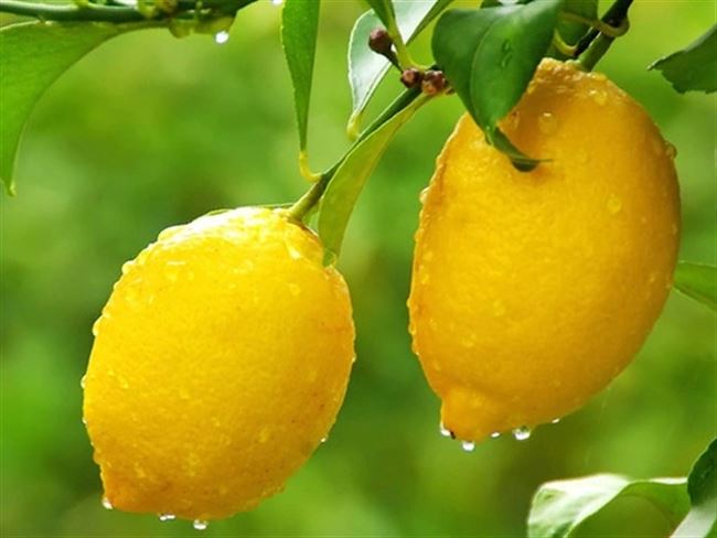 Уход за лимоном
