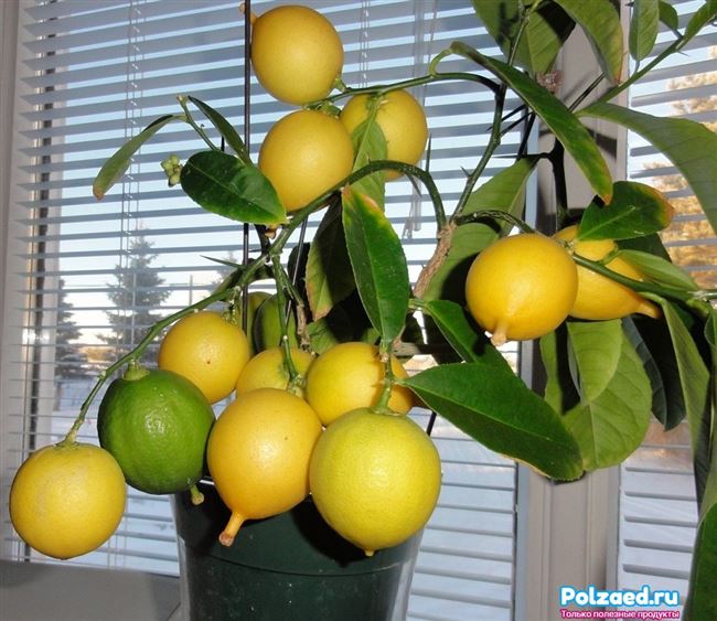 Размножение и посадка лимона в комнатных условиях
