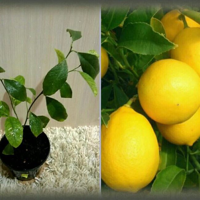 Описание сорта лимона Мейера