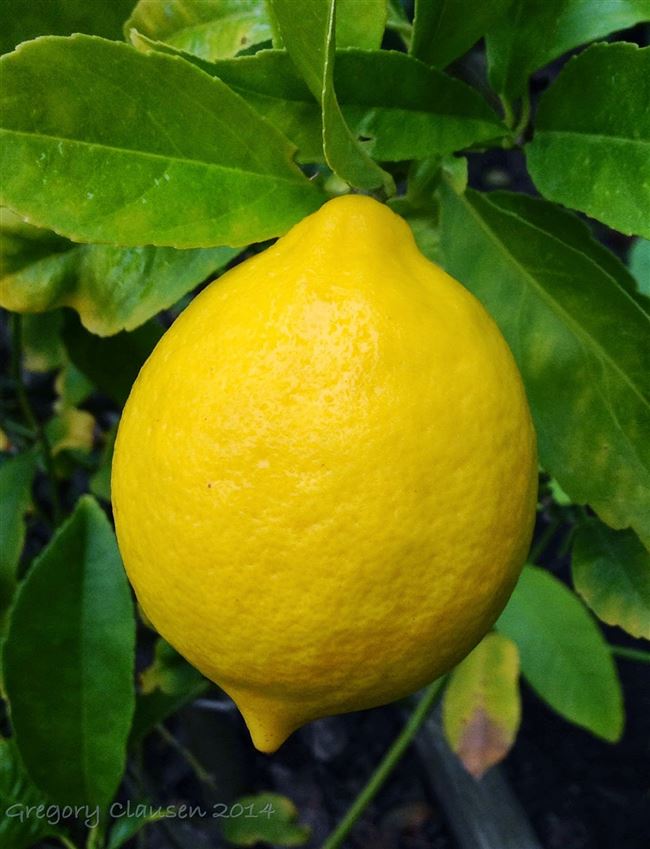 Описание и характеристики домашнего лимона Мейера