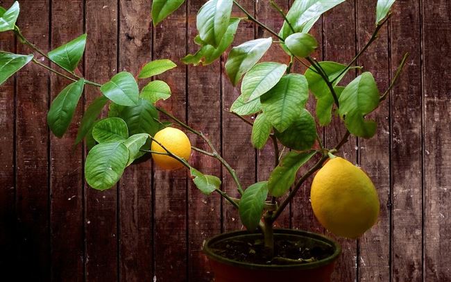 Уход за лимоном Мейера