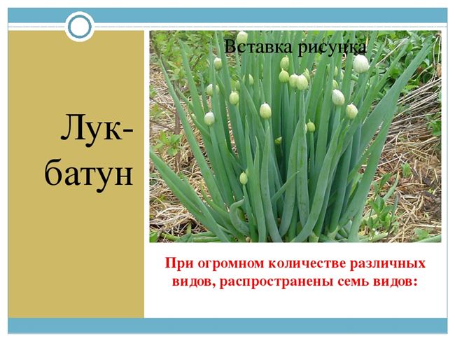 Схема посадки лука батуна