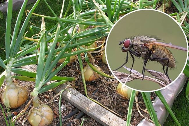 Народные способы борьбы с луковой мухой
