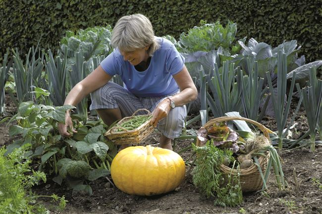 Посадка и выращивание овощей и фруктов, уход за садом, строительство и ремонт дачи - все своими руками.