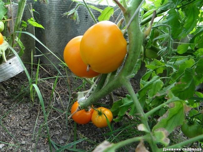 Формирование высокорослых сортов томатов, видео