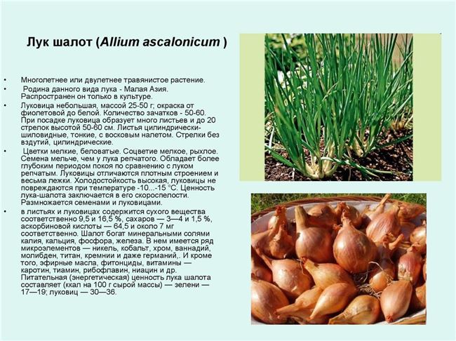Выращивание и размножение лука Суворова