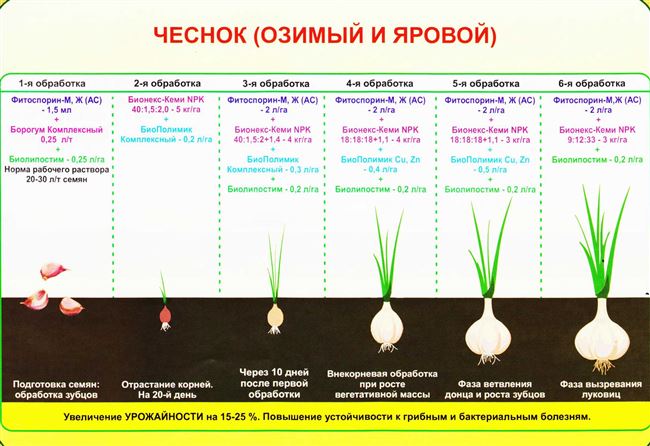 Как правильно посадить лук в грунт