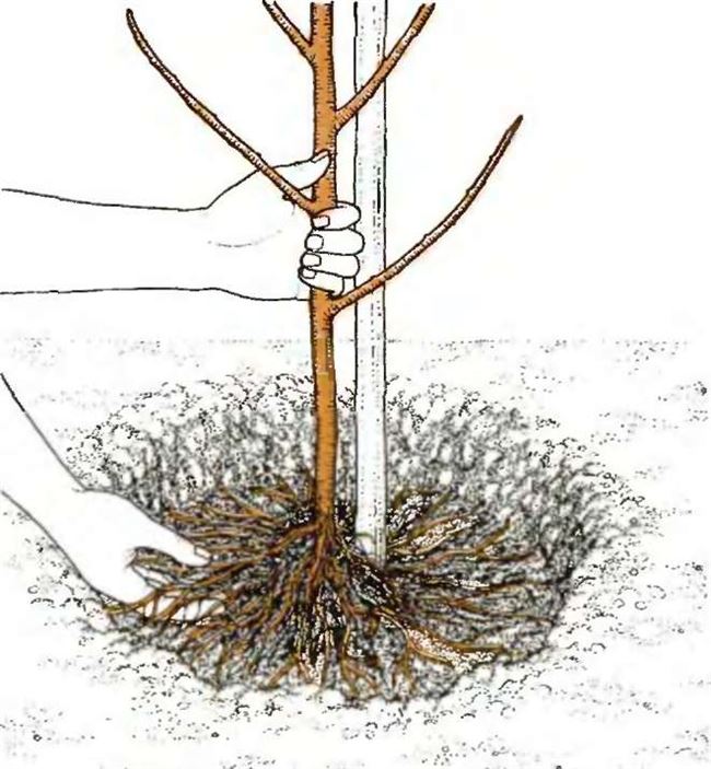 Как подготовить почву для посадки миндаля