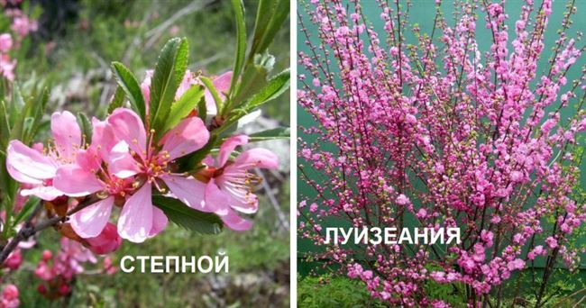 Описание и цветение декоративного кустарника