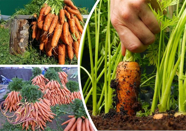 Посадка семян моркови