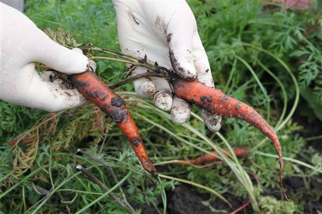 Вредители моркови и методы борьбы с ними