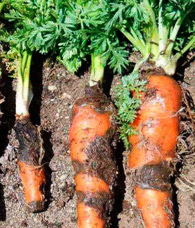 Урожай моркови без проблем