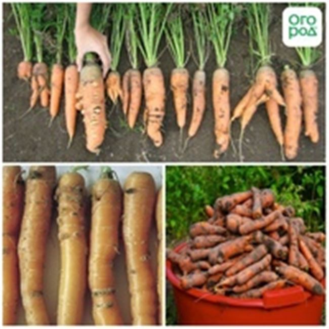 Вредители корнеплодов моркови