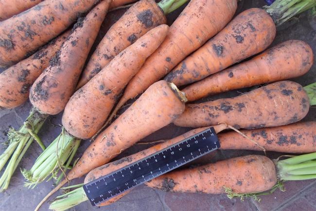 Выращивание и уход за морковью