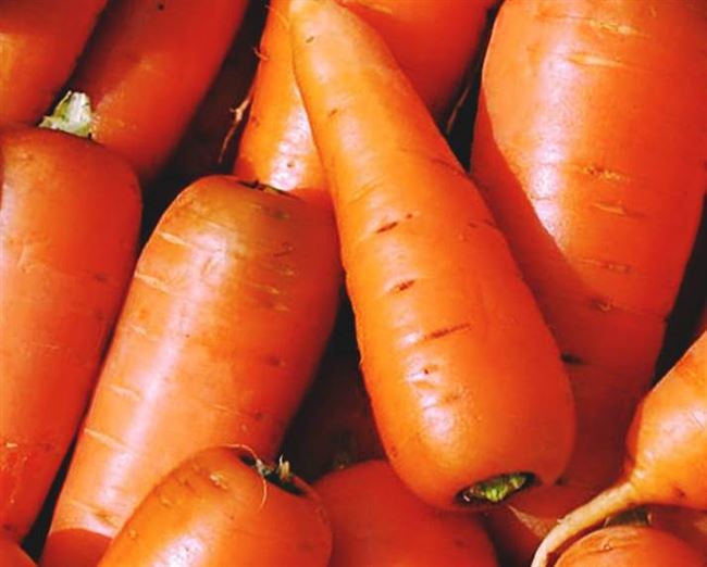 Морковь аленка описание сорта