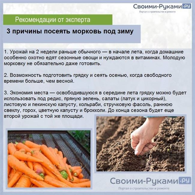 Прореживание морковной грядки
