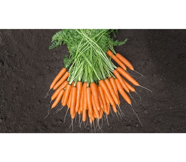 Заказать семена моркови Базель F1