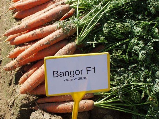 Морковь Бангор F1 описание сорта