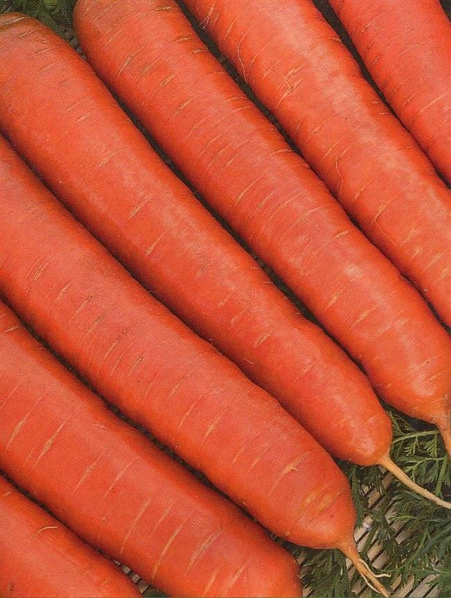 Как выбрать необходимый сорт моркови?