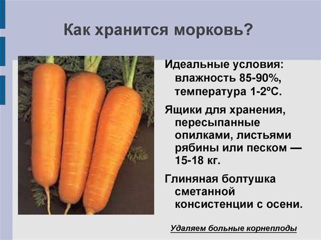 Температура воздуха при хранении моркови