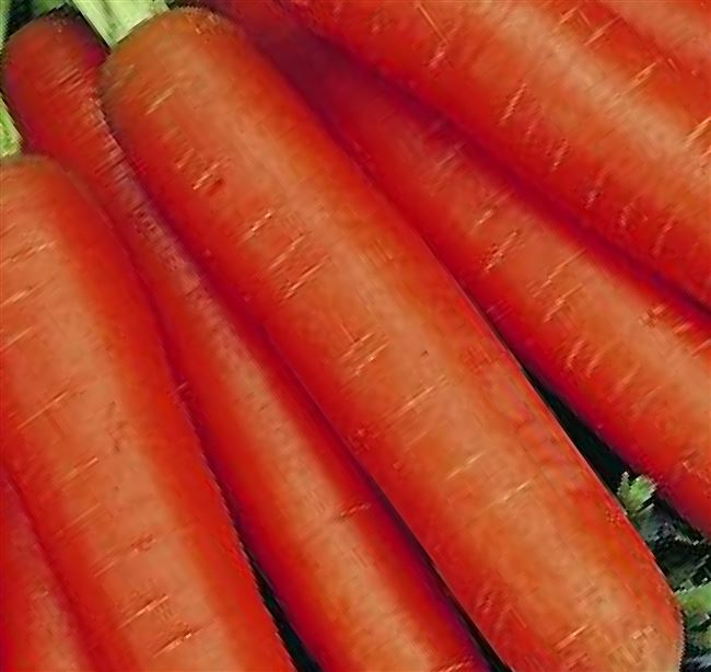Описание моркови 