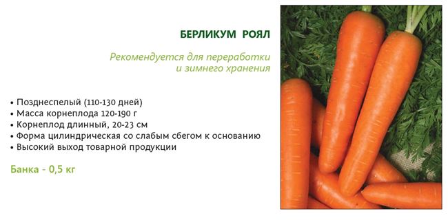Описание моркови Берликум Роял