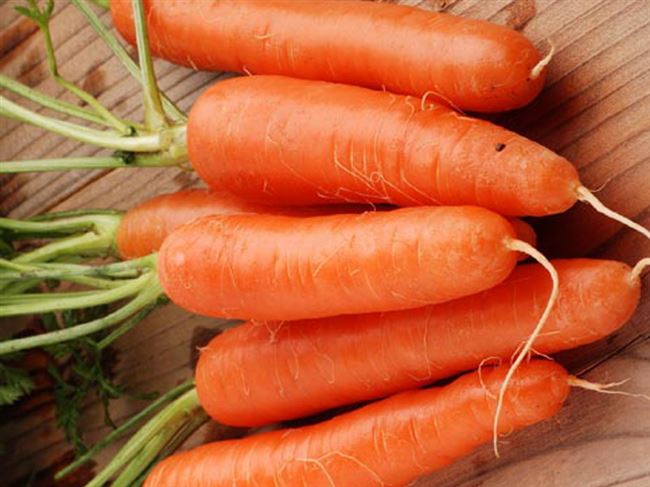 Кормовая морковь