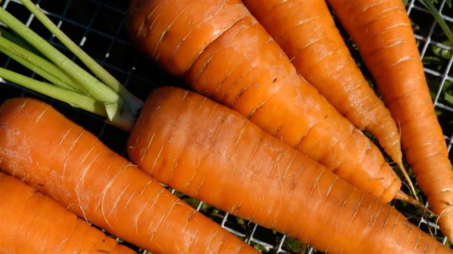 Самые лучшие сорта моркови – отзывы