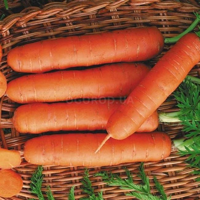 Уход за морковью