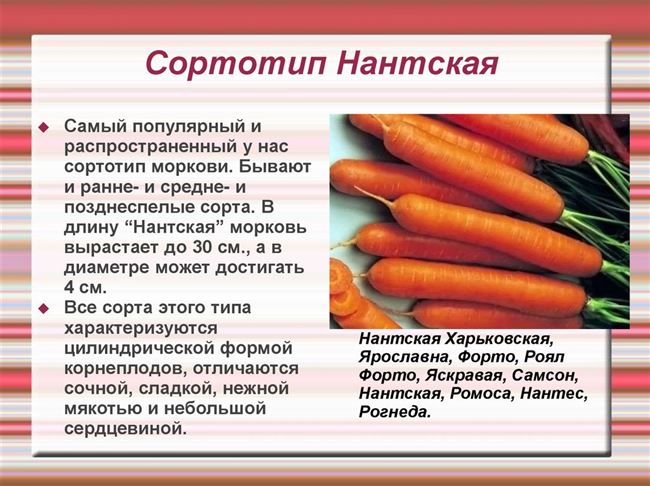 Влажность воздуха при хранении моркови