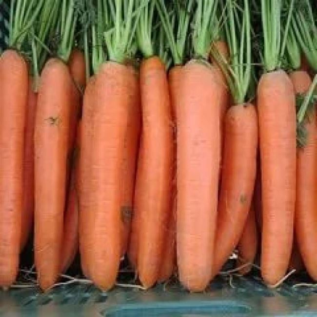 Видео: Посадка, уборка, хранени моркови сорта Дордонь