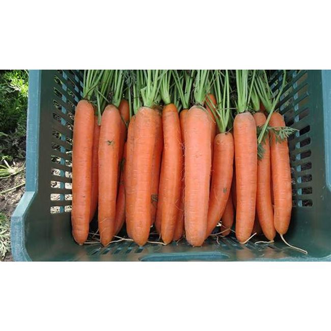 Характеристика сорта моркови Дордонь F1