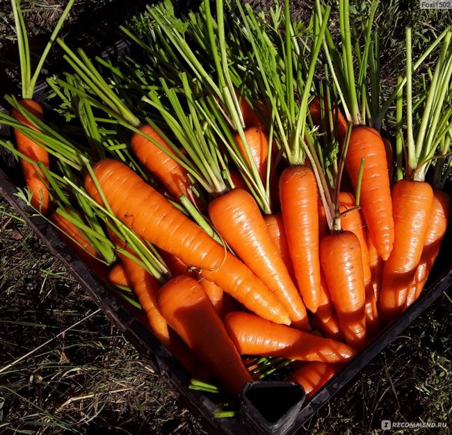Тонкости выбора подходящего сорта моркови