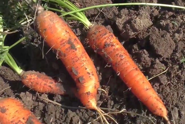 Уборка и хранение урожая моркови