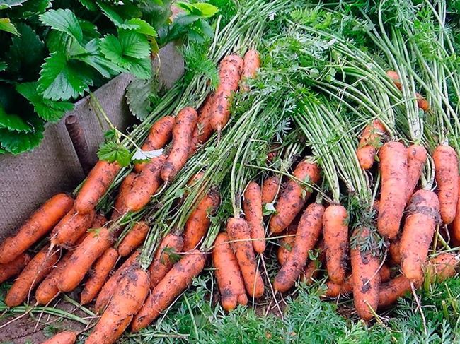 Уборка и хранение урожая моркови