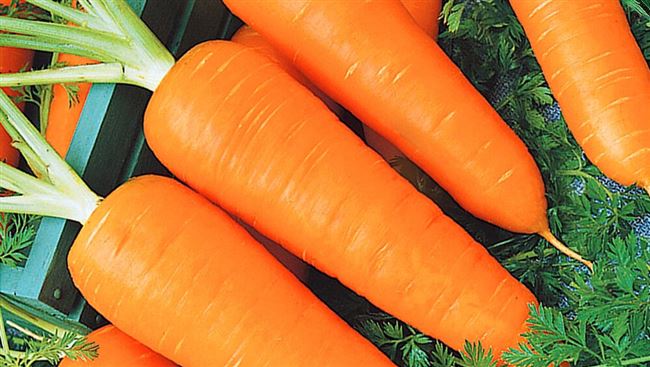 Сорта моркови с фото и описанием. Урожайные сорта моркови