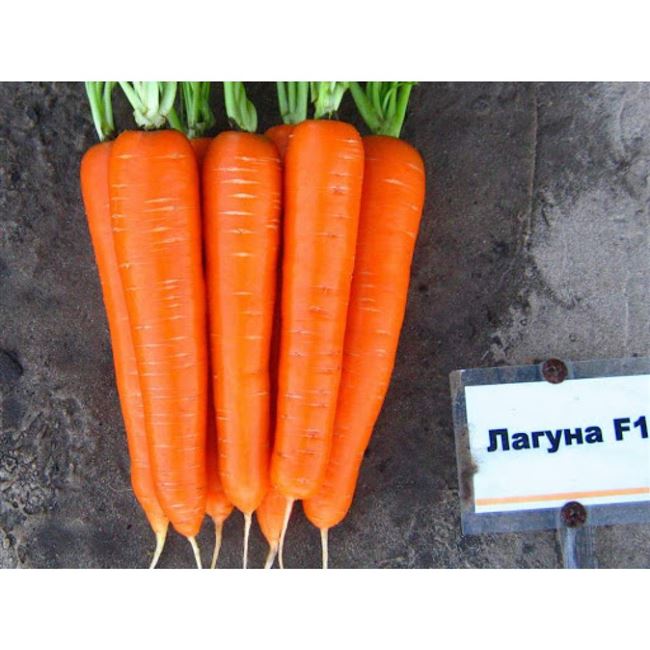 Заказать семена моркови Карвора F1