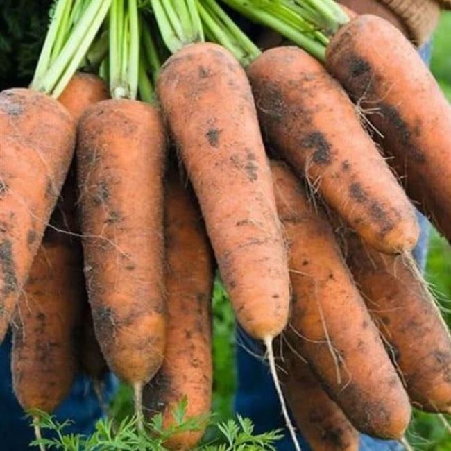 Морковь Кардифф F1 (250000 семян, фракция 1.6-1.8 мм), семена, уход, посадка