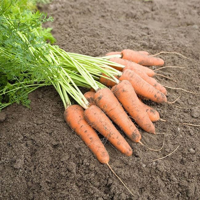 Морковь Карини (500 г), семена, уход, посадка