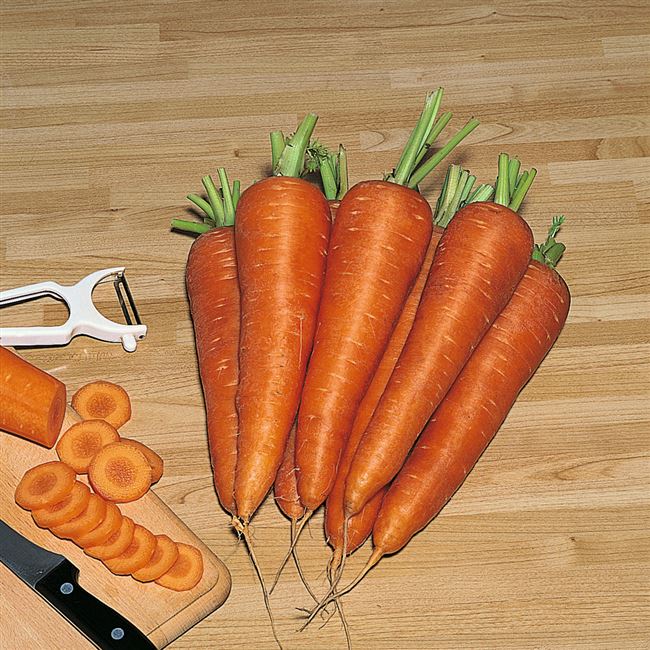 Заказать семена моркови Карсон F1