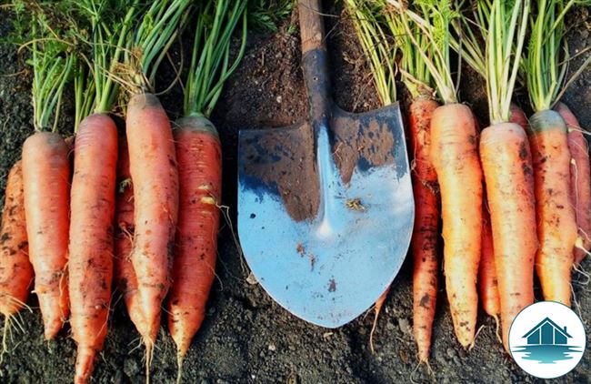 Морковь Купар F1 (250000 семян, фракция 1.8-2.0 мм), семена, уход, посадка