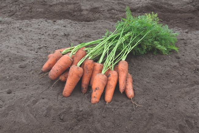 Размещение моркови на хранение и тара