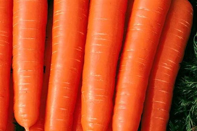 Размещение моркови на хранение и тара
