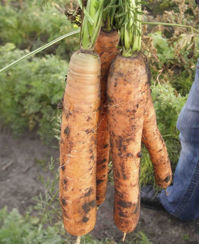 Заказать семена моркови Монанта