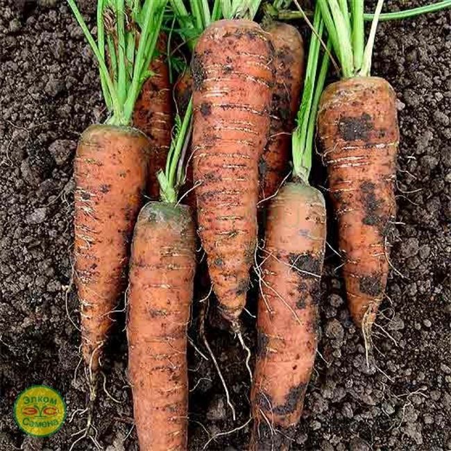 Характеристики моркови Монанта из Госреестра РФ