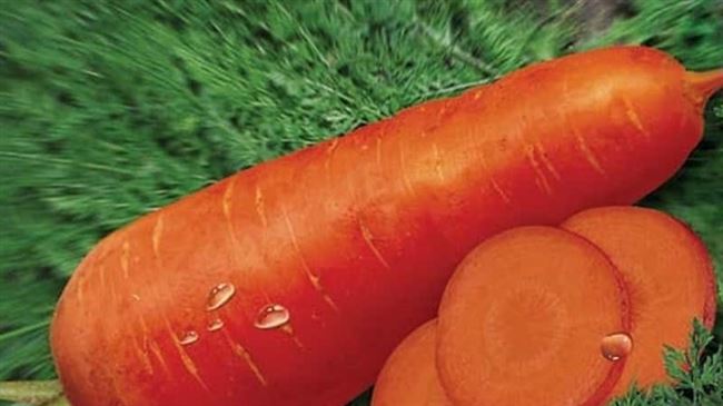 Описание сорта моркови Московская зимняя А 515